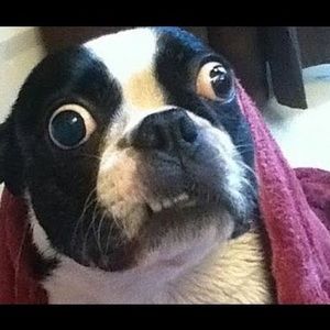 Meet your Posher, Lavezio